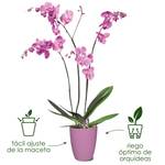 brussels orchid high 12,5cm white